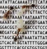 BLAST  ant genome sequences